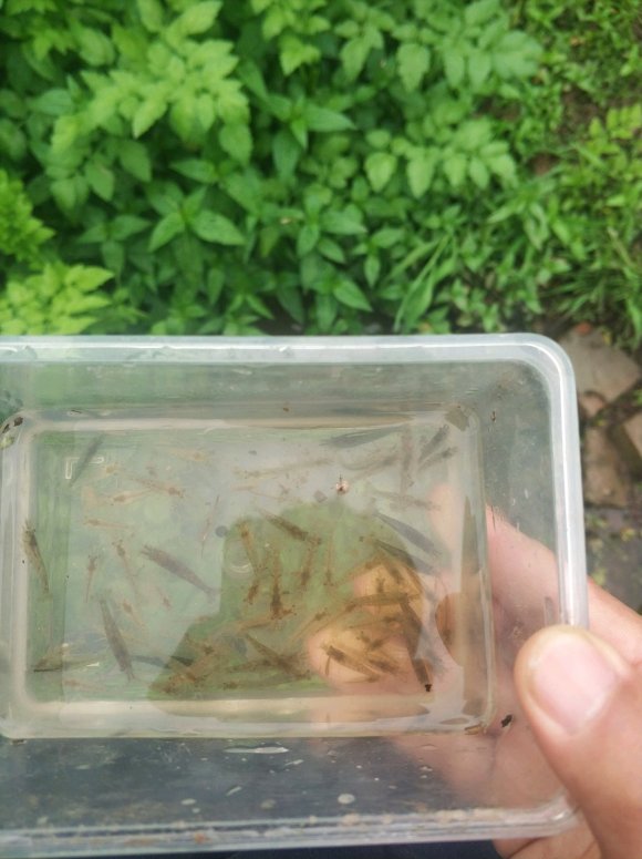 各位大佬们，问下万州城区附近哪里有河沟可以摸虾米的，黑壳虾那-1.jpg