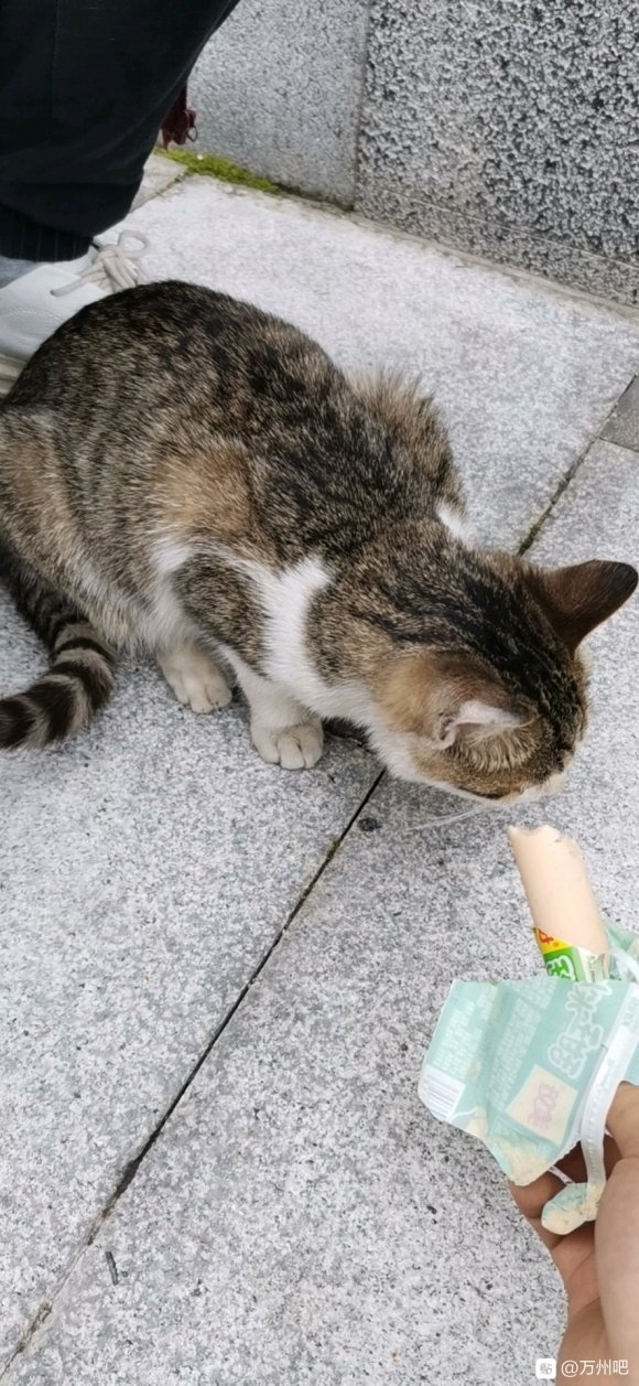 求领养一只猫咪前几天在长江之星这里遇到的猫咪，很是亲人，当时-6.jpg
