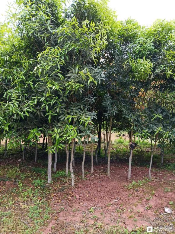 有没有需要桂花树做绿化的公司，老板们，我有大量桂花树出售，位-1.jpg