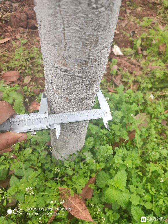 有没有需要桂花树做绿化的公司，老板们，我有大量桂花树出售，位-2.jpg