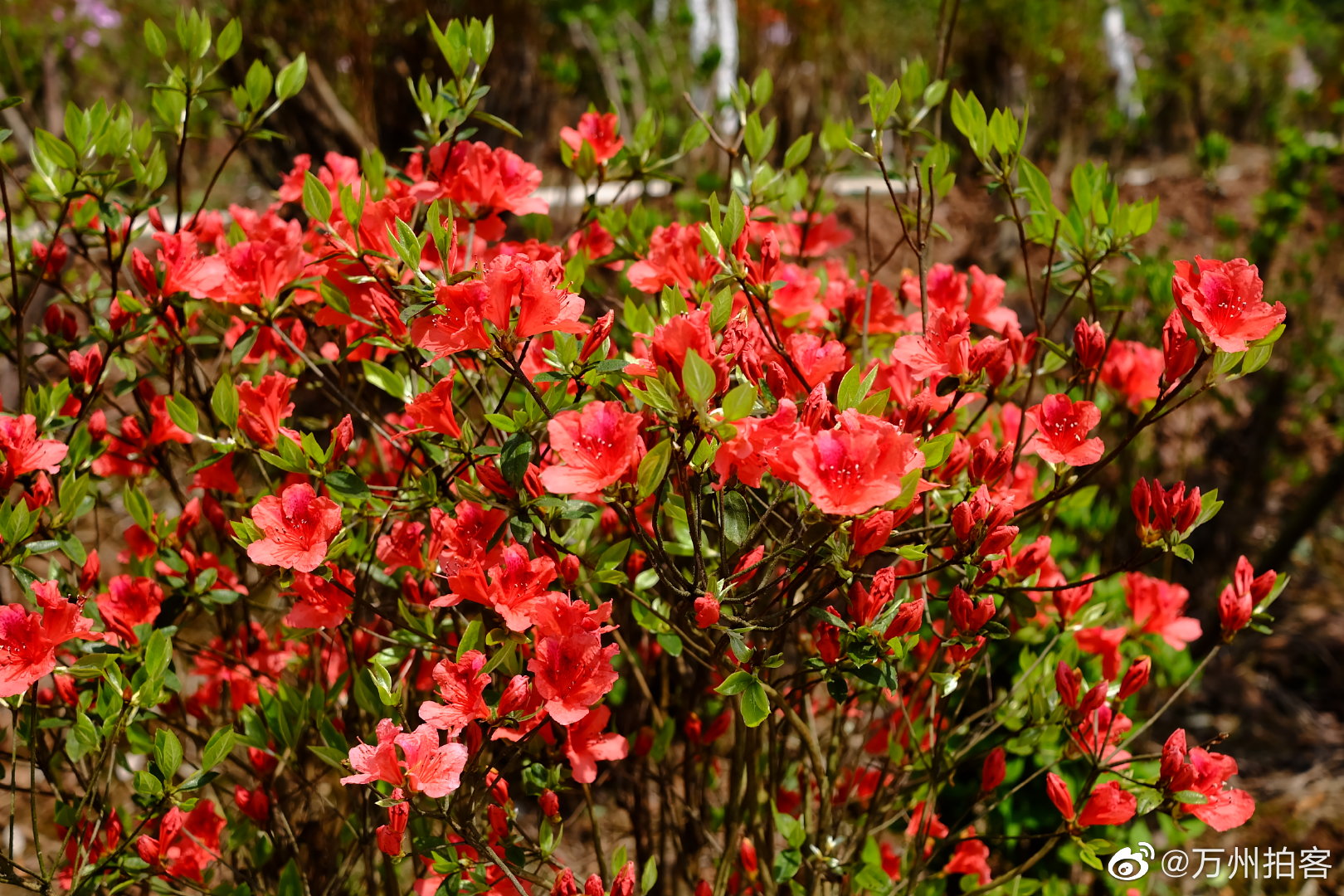 万州城杜鹃花开