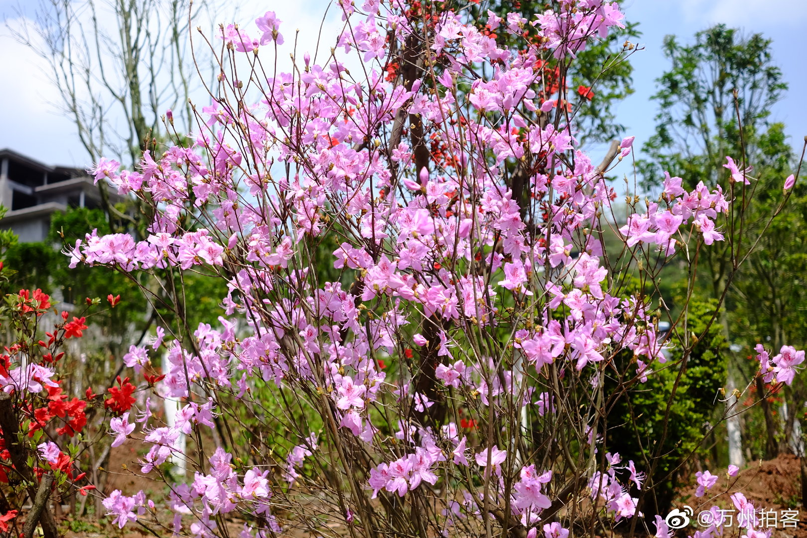 万州城杜鹃花开