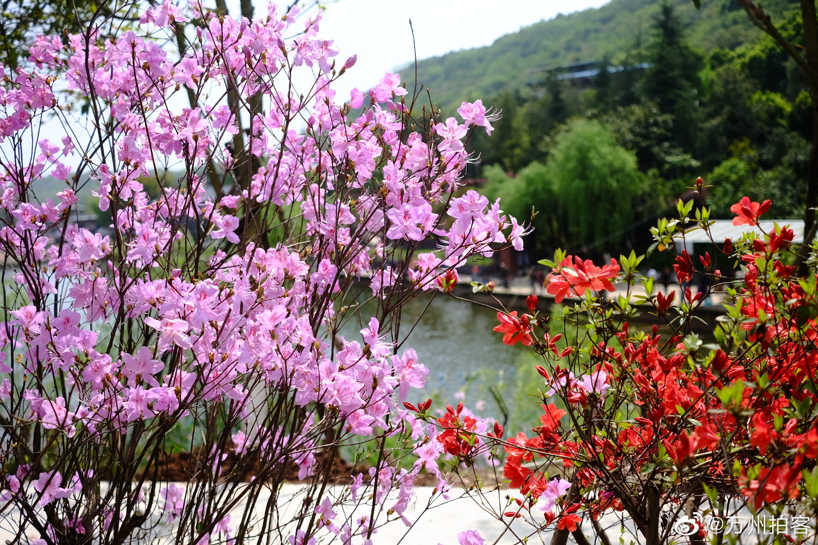 万州城杜鹃花开