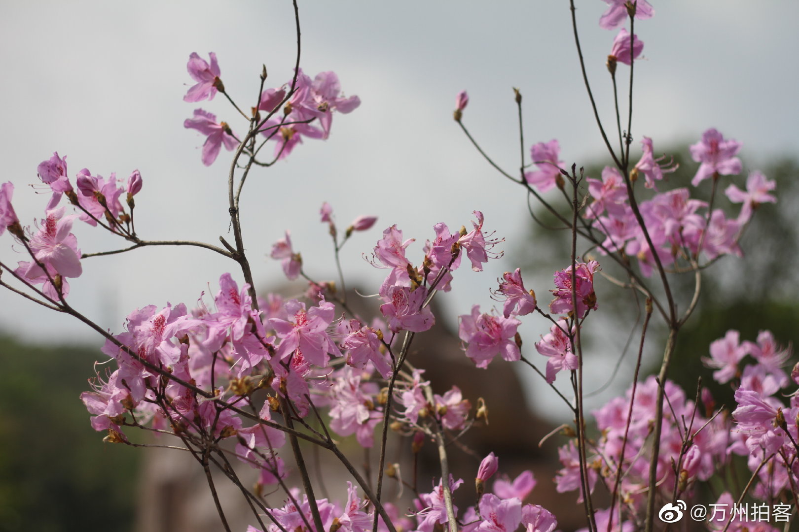 万州城杜鹃花开