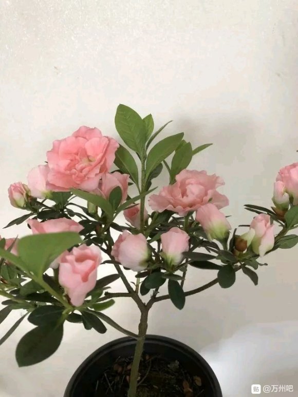 来比比花-3.jpg