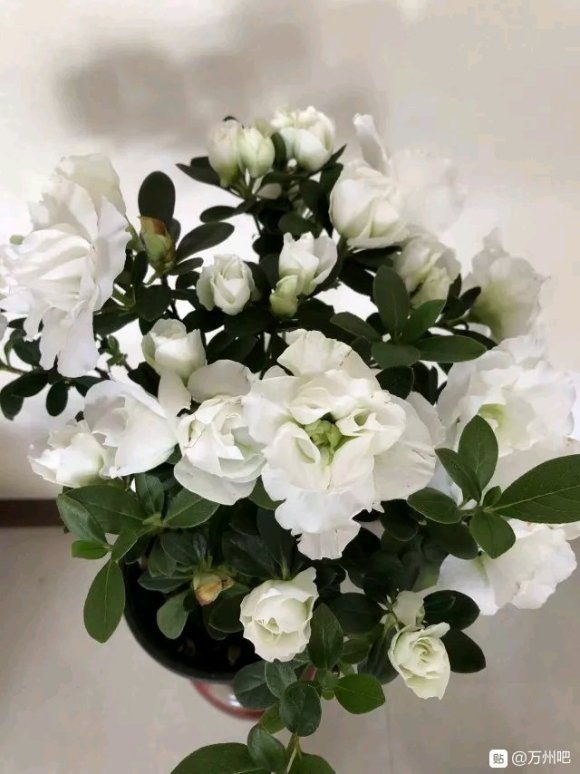 来比比花-2.jpg