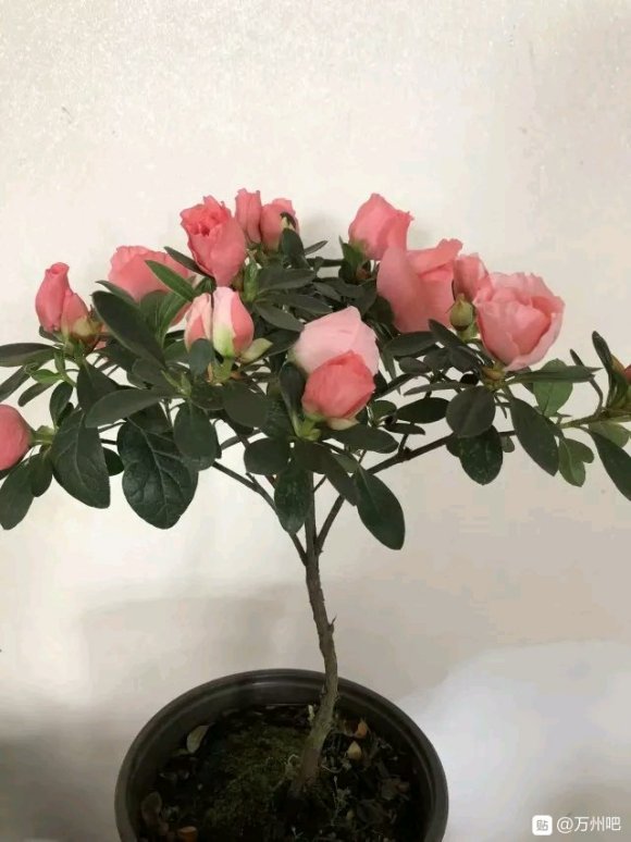 来比比花-4.jpg