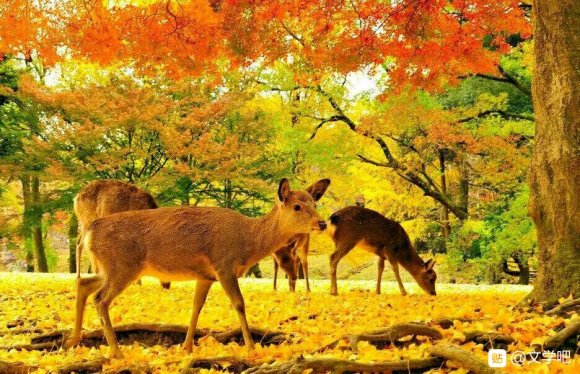 -《花语》——俯而观花，偶闻花语，花语怜风，风起花落。-1.jpg