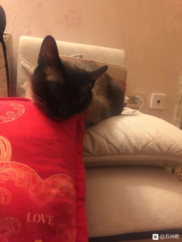 有想养猫的小伙伴吗？-1.jpg