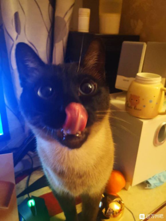 有想养猫的小伙伴吗？-2.jpg