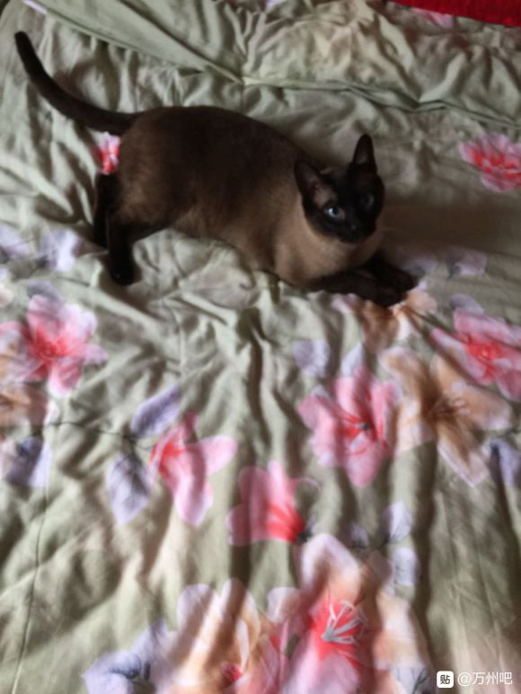 有想养猫的小伙伴吗？-3.jpg