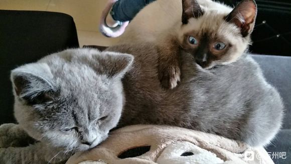 有想养猫的小伙伴吗？-1.jpg