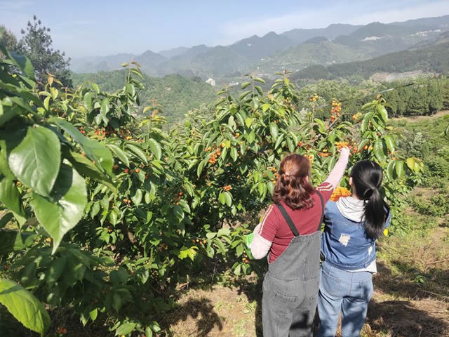 万州天城镇第四届樱桃采果节