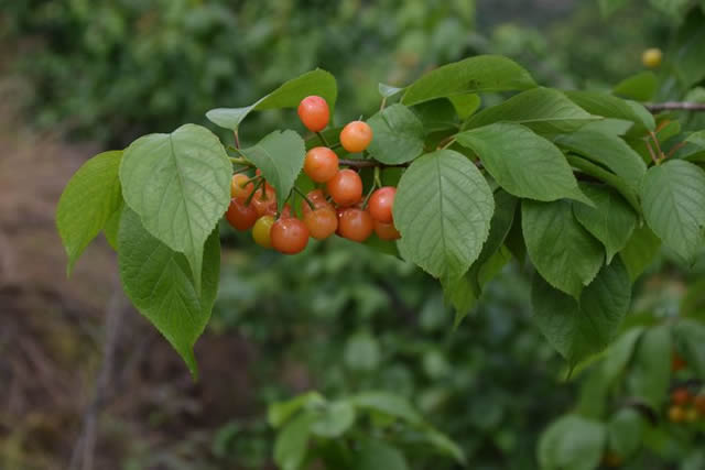 万州天城镇第四届樱桃采果节