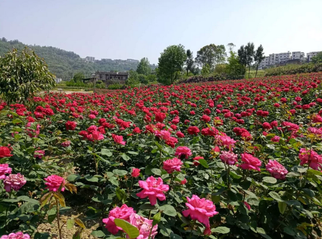 万州乡村旅游