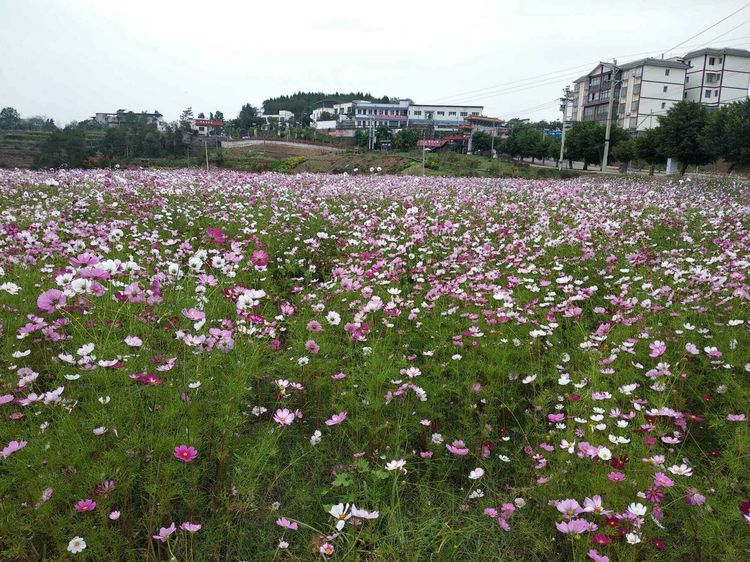 武陵镇水景街