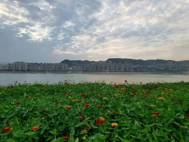 万州江南新区南滨路江边花海