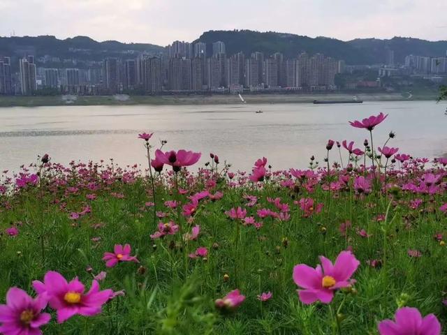 万州江南新区南滨路江边花海