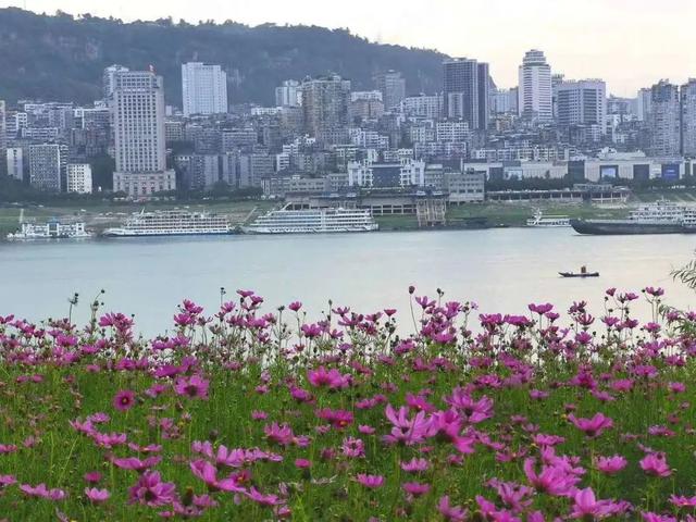 万州江南新区南滨路江边花海