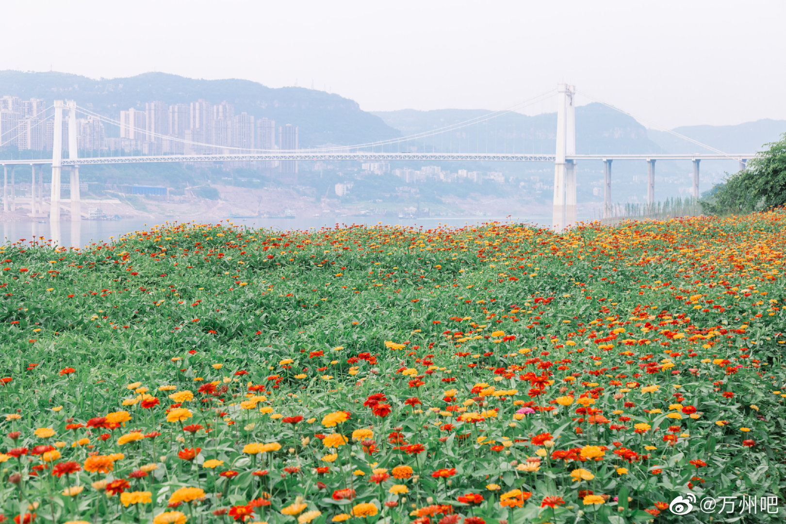 长江消落带滩涂，成片花海成为万州市民打卡的“网红地”