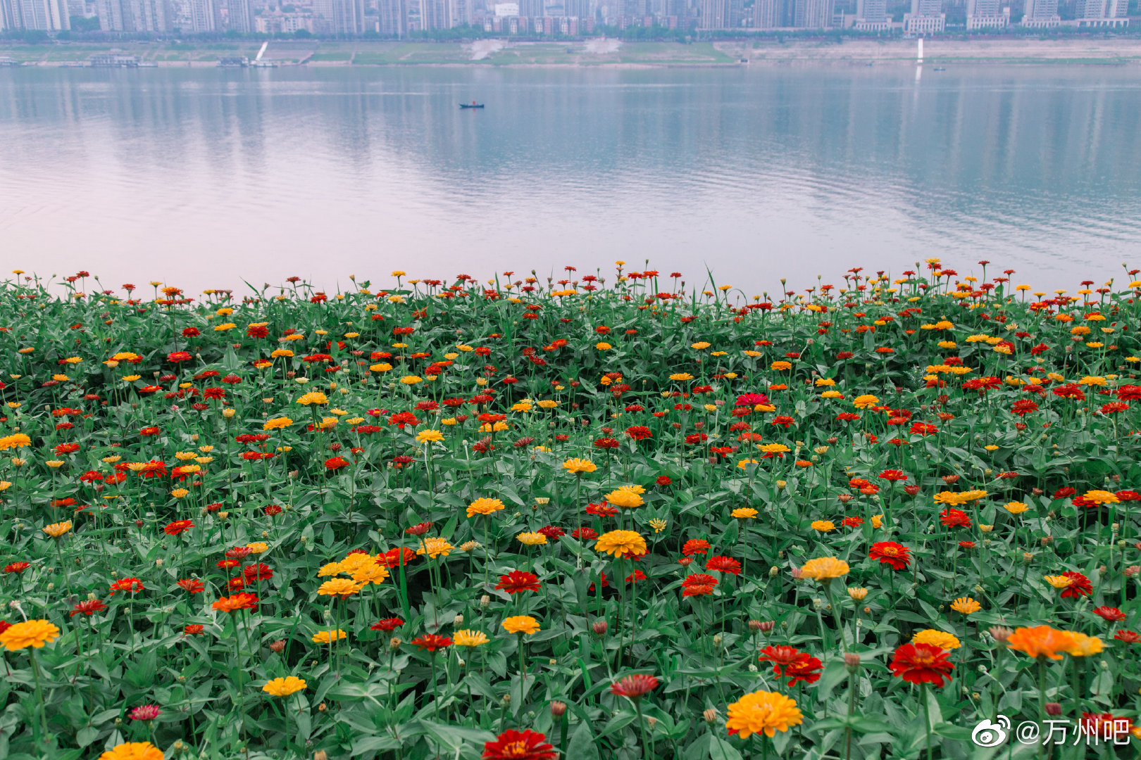 长江消落带滩涂，成片花海成为万州市民打卡的“网红地”