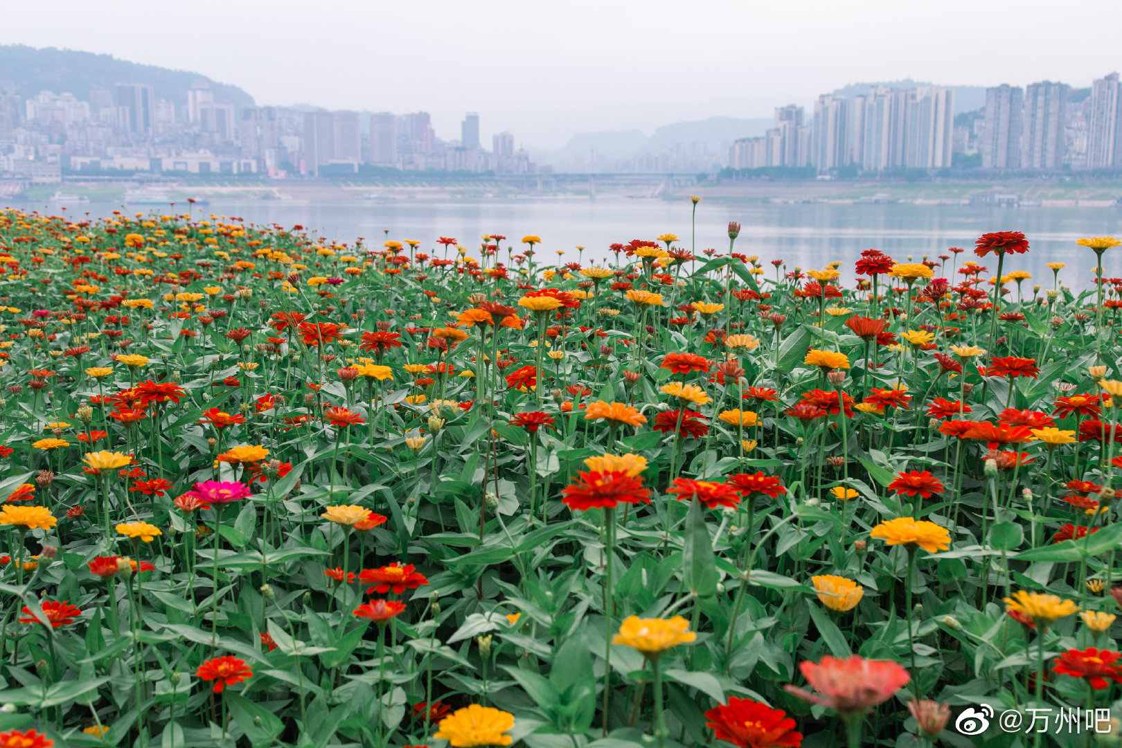 长江消落带滩涂，成片花海成为万州市民打卡的“网红地”