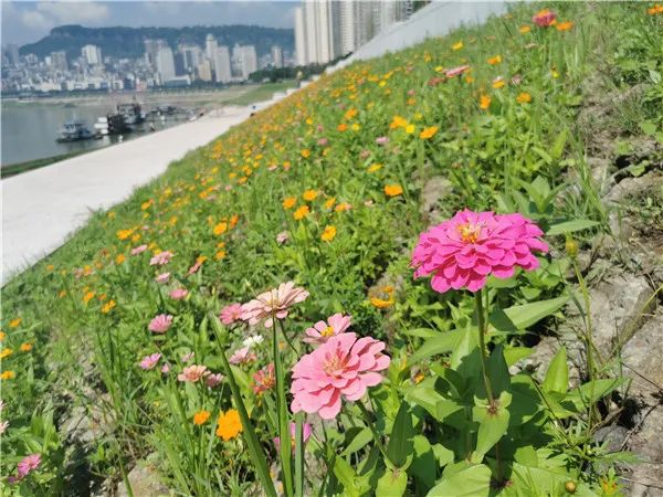 万州江边湖畔花海