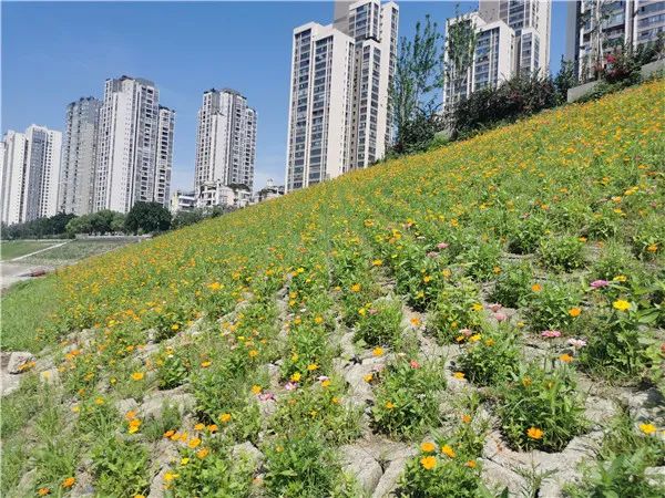 万州江边湖畔花海