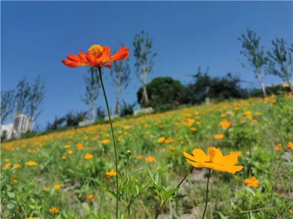 万州江边湖畔花海