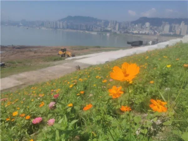 万州江边湖畔花海