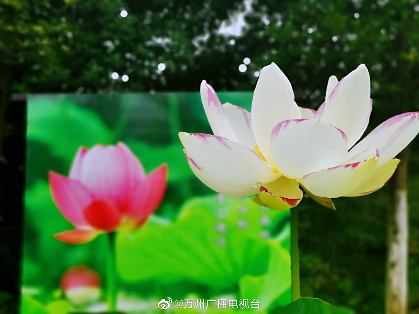 万州区第三届荷花展