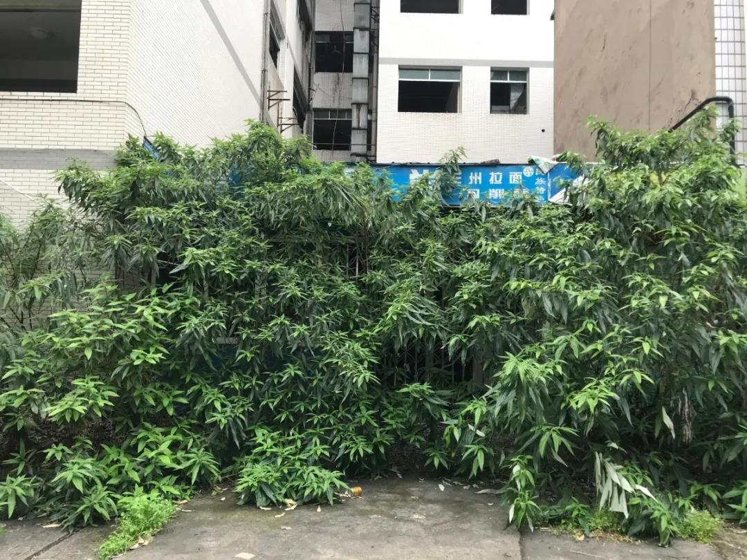 三峡学院老校区