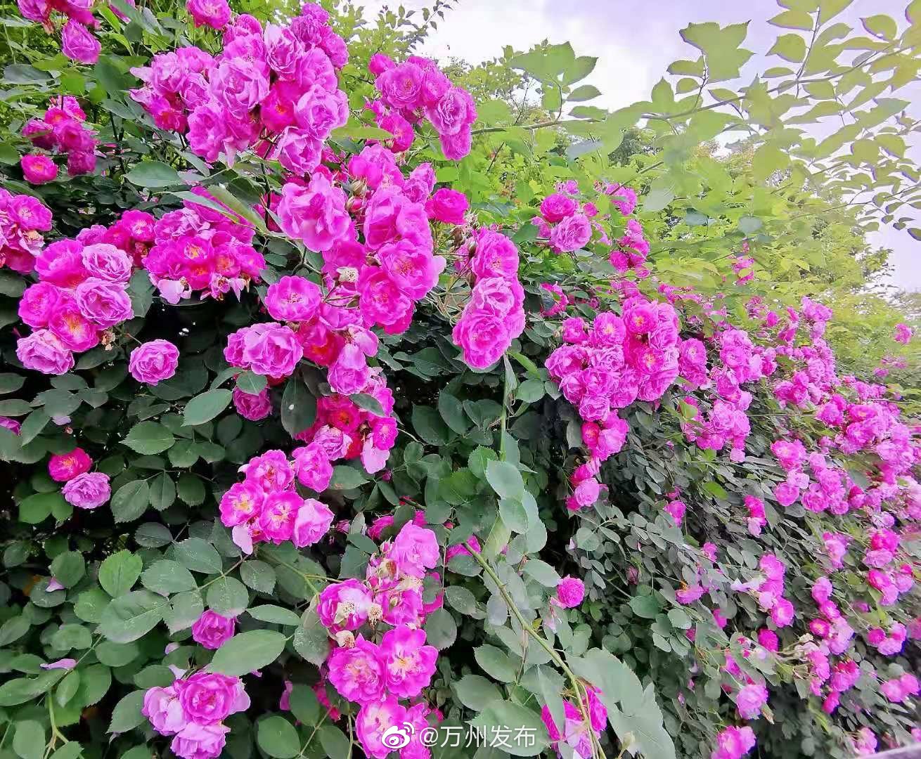b12c5d46gy1gpnonfjp9kj210e0u0k4y.jpg