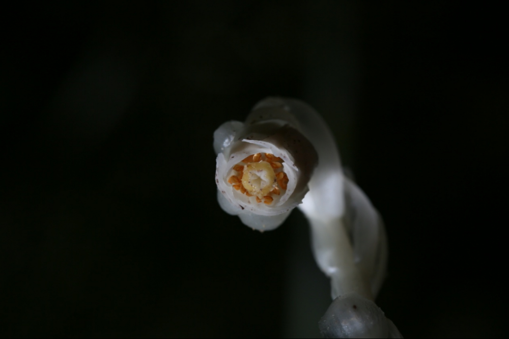 珍稀植物水晶兰