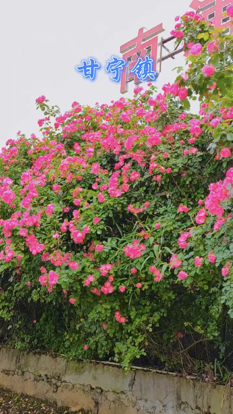 4E0DD2B2-B33C-41A6-B14D-34F76D66E87D.png