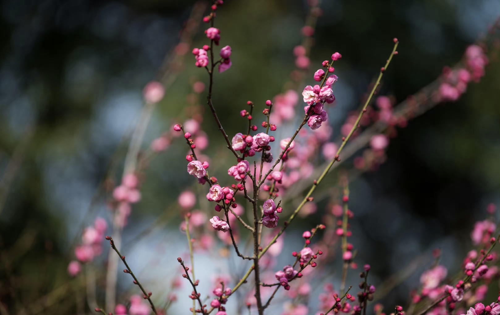 2E29D437-5904-49B4-B558-3453A20A3917.jpeg