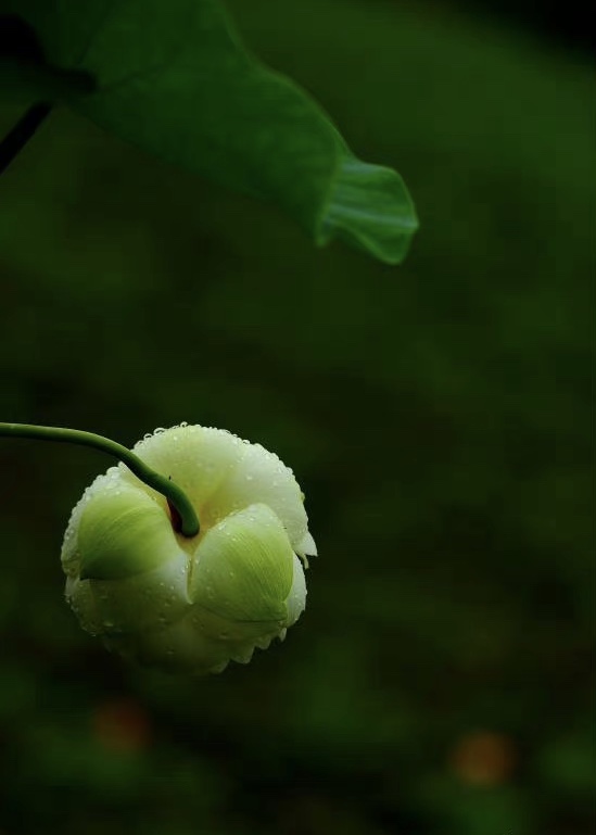E4FFAE63-AEB3-480C-9A67-3C9965E1A869.jpeg