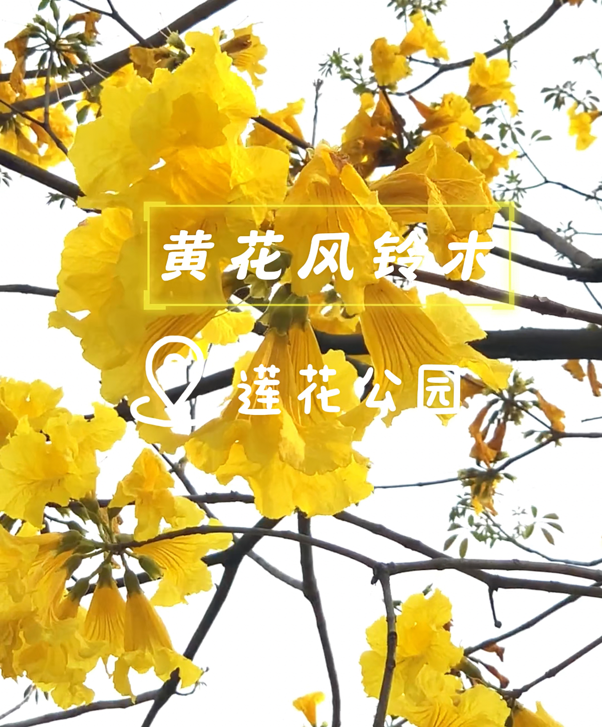 IMG_1031.jpeg