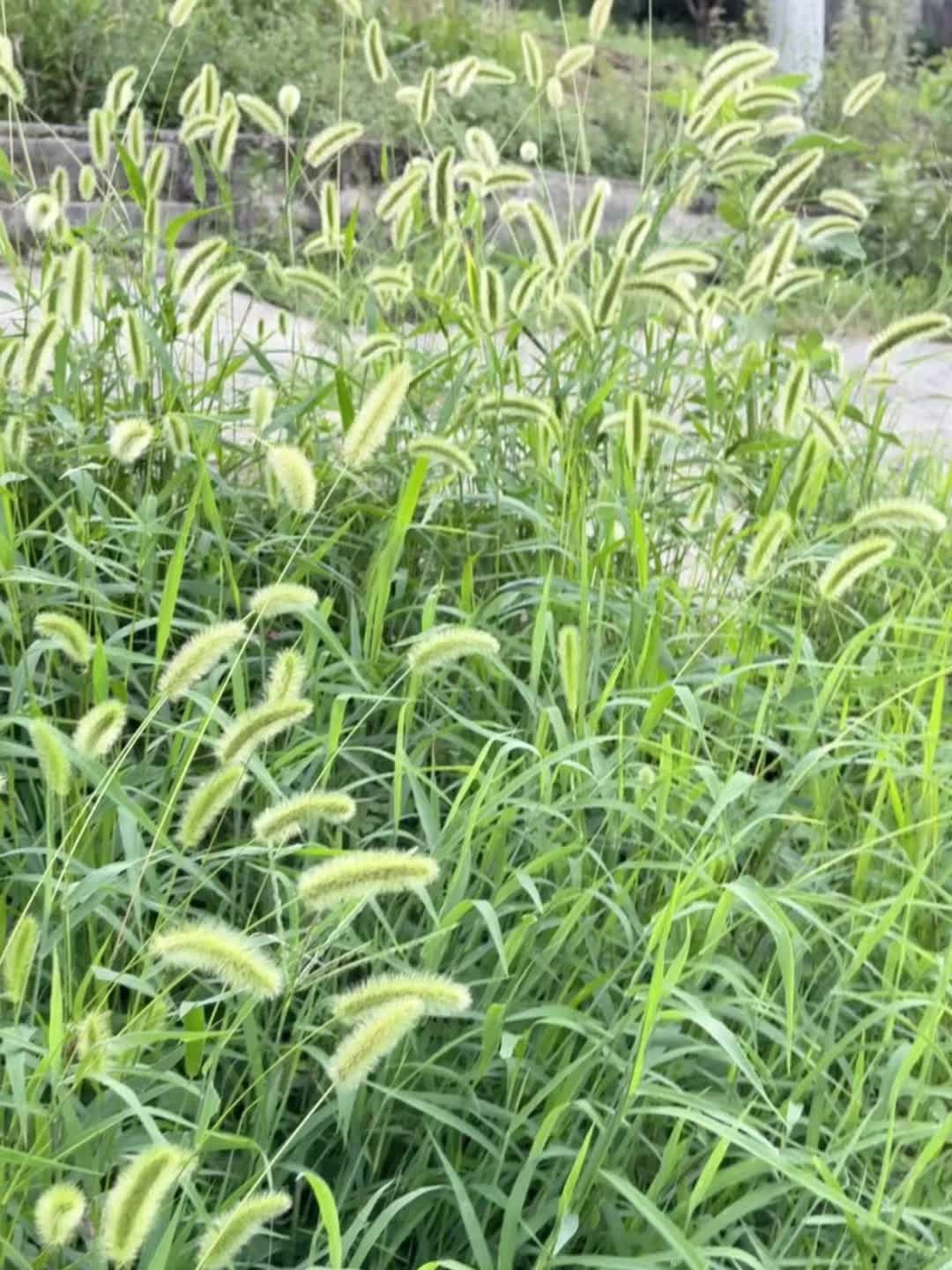 IMG_2440.jpeg