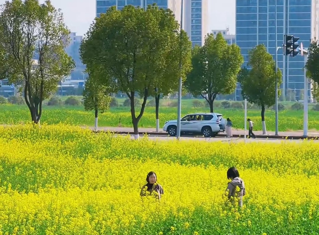 万州一超大面积油菜花已开！速来！